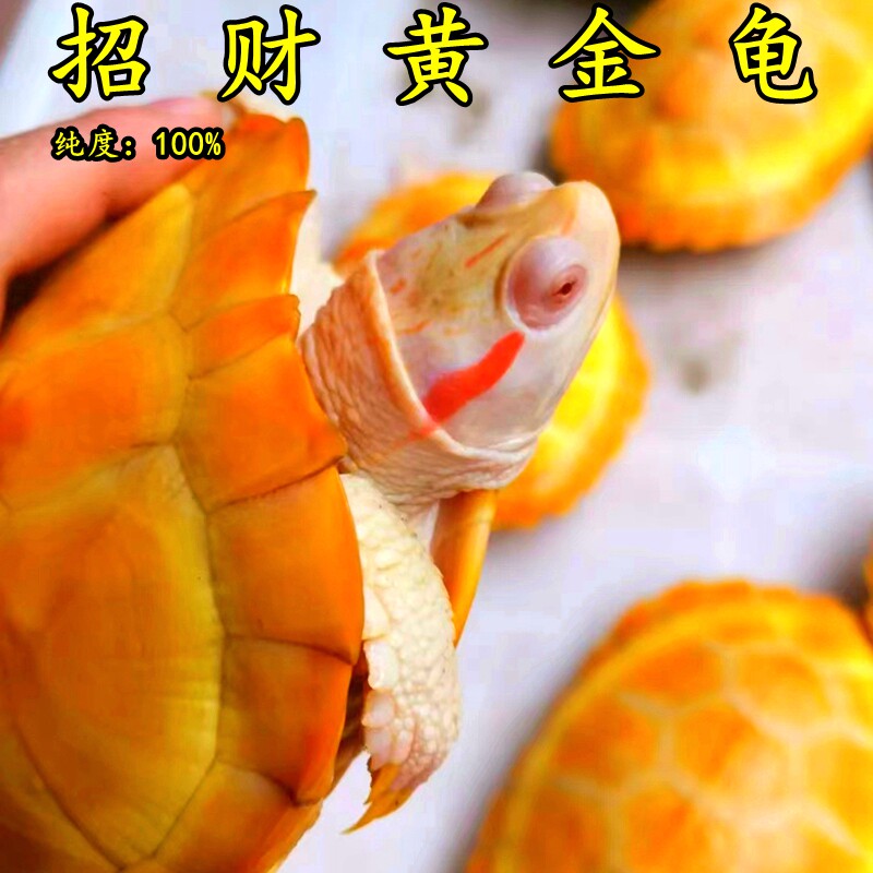招财黄金龟正宗金钱龟观赏宠物乌龟深水吃菜龟正宗长寿变异巴西龟