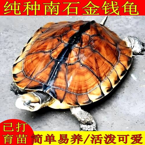 纯种金钱龟招财黄金龟正宗金钱龟活体半水龟苗小宠物乌龟活体活物