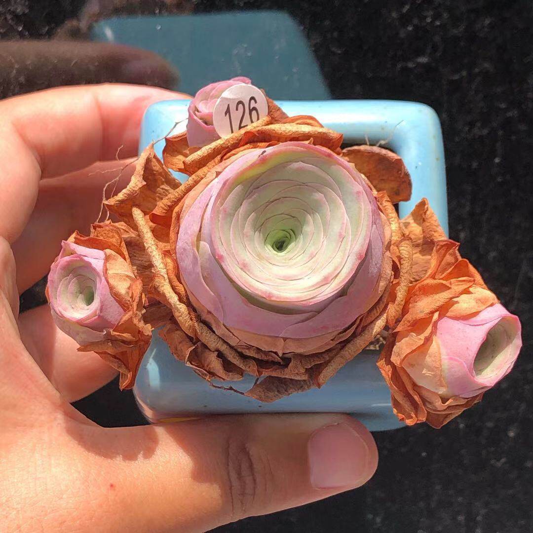 龙萦 小情书 手捧花 山地玫瑰 多肉植物