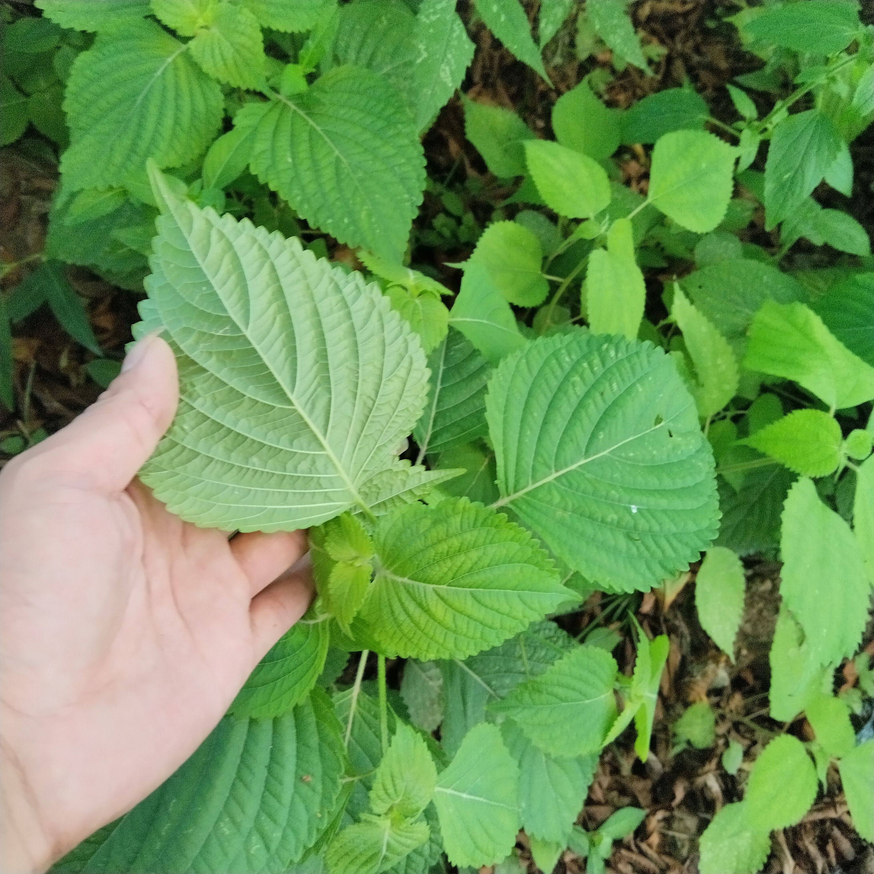 新鲜白苏中草药青苏假苏子野紫苏麻两面绿色苏子中药材叶食用香料