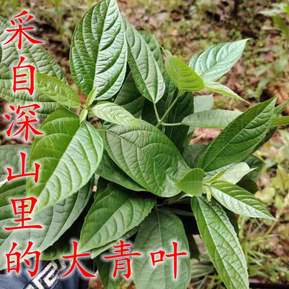 现采新鲜大青叶 臭大青路边青 中草药大青树臭树根枝叶 500克包邮