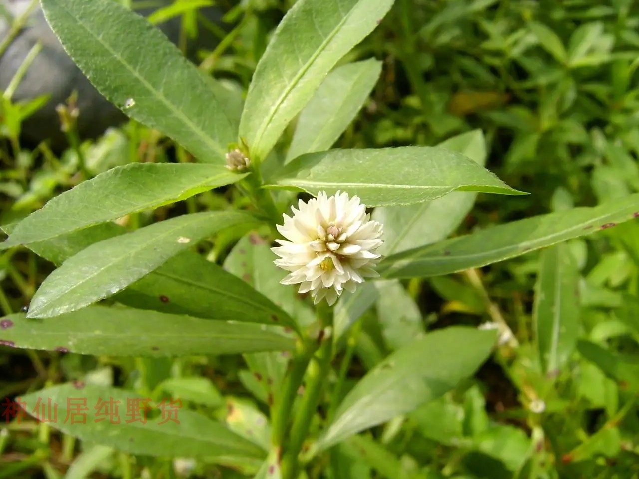 活体水花生真水草植物新鲜空心苋喜旱莲子草淡水鱼虾蟹专用养殖草