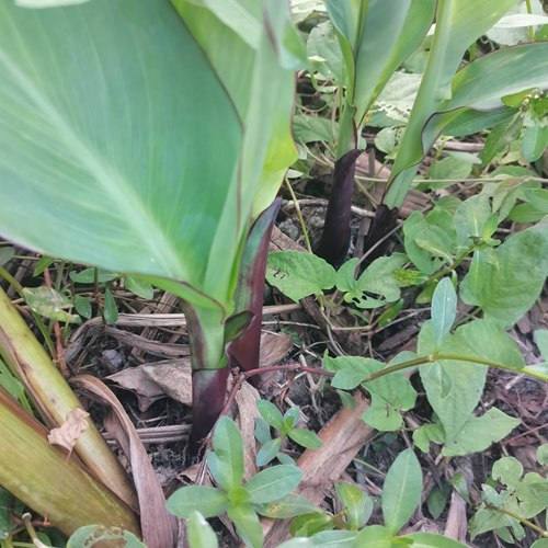 现挖美人蕉根种球茎四季花卉盆栽室外庭院地栽植物花苗多年生包活