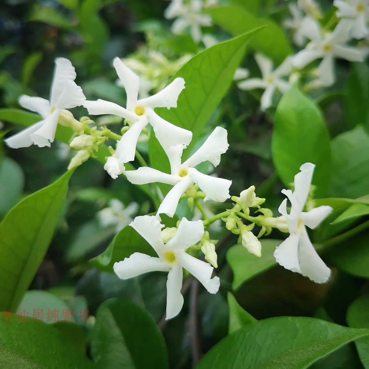深山现采 络石藤 白花藤 络石草石龙藤 爬山虎中药材筋骨活 肿 痛