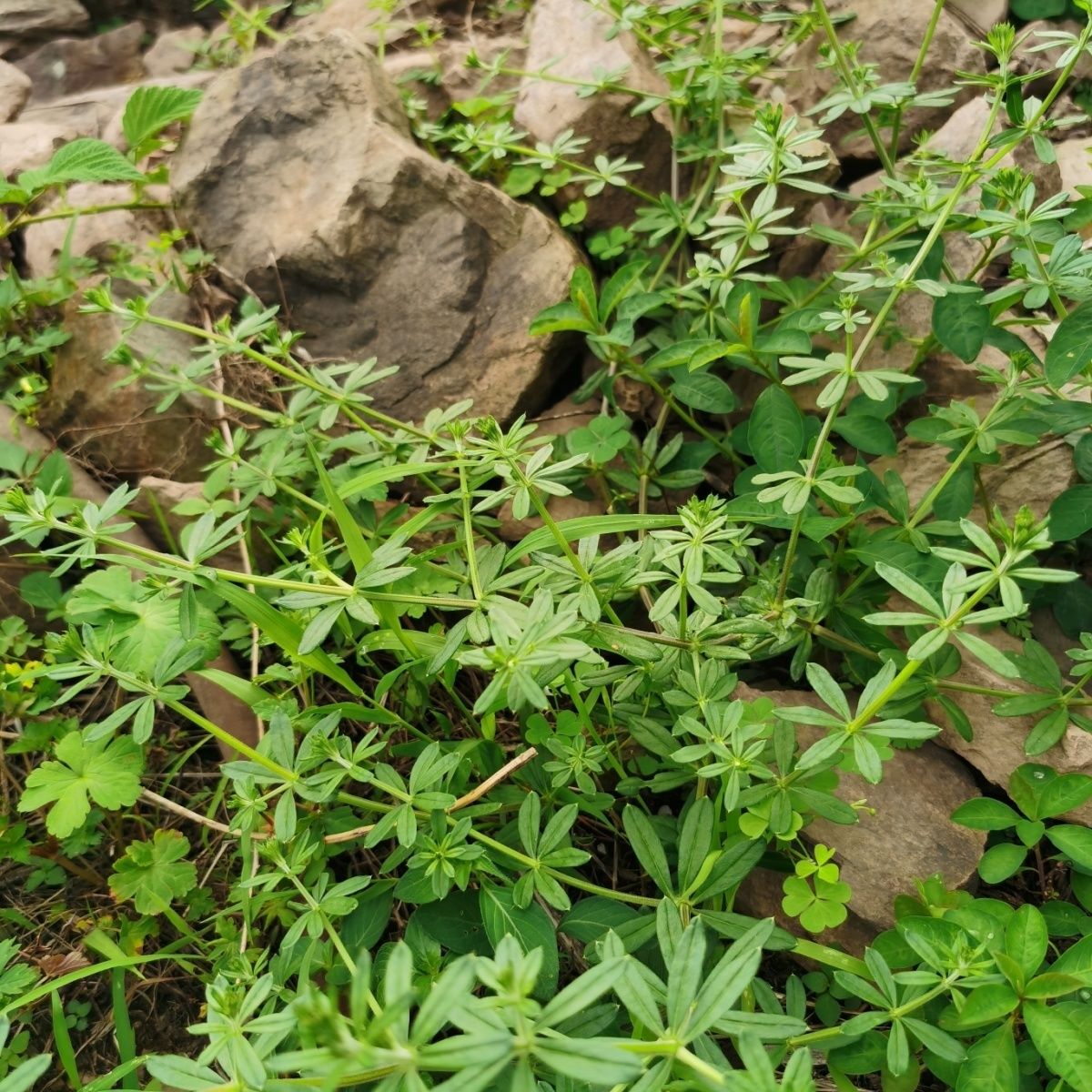 猪秧秧拉拉藤锯锯藤血见愁八仙草细叶小茜草晒干中药材野外现采