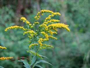 正宗加拿大一枝黄花苗500g 特级一枝香 新鲜加拿大一枝香满山黄种
