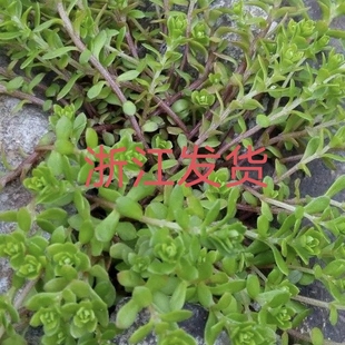 新鲜同款正宗中药材 垂盆草 食用养肝护肝 可盆栽 露天石坡垂盆草
