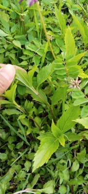 兰草佩兰水香醒头草野生