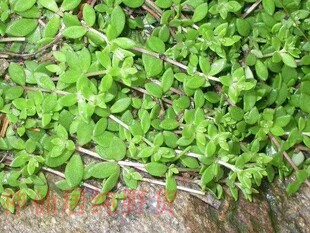 正宗养肝中药材 垂盆草苗 食用护肝 可盆栽种 露天石坡垂盆草种苗