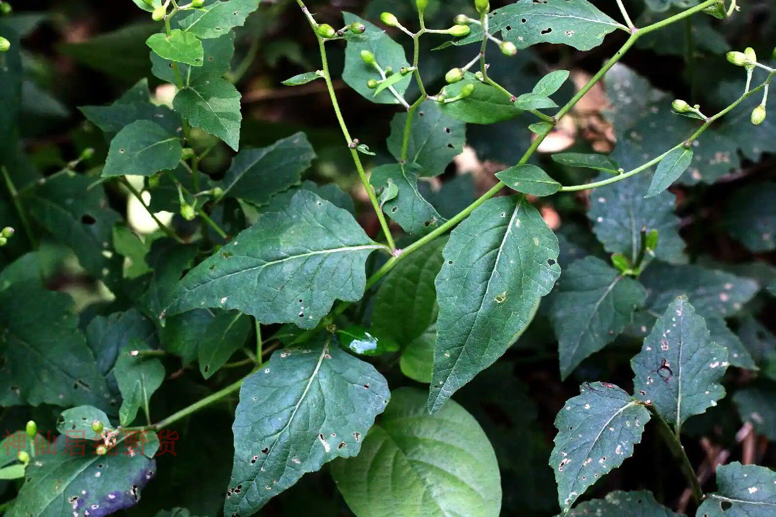 新鲜千里光皮肤止痒中草药九里明九里光黄花母 宝宝洗澡现摘500g