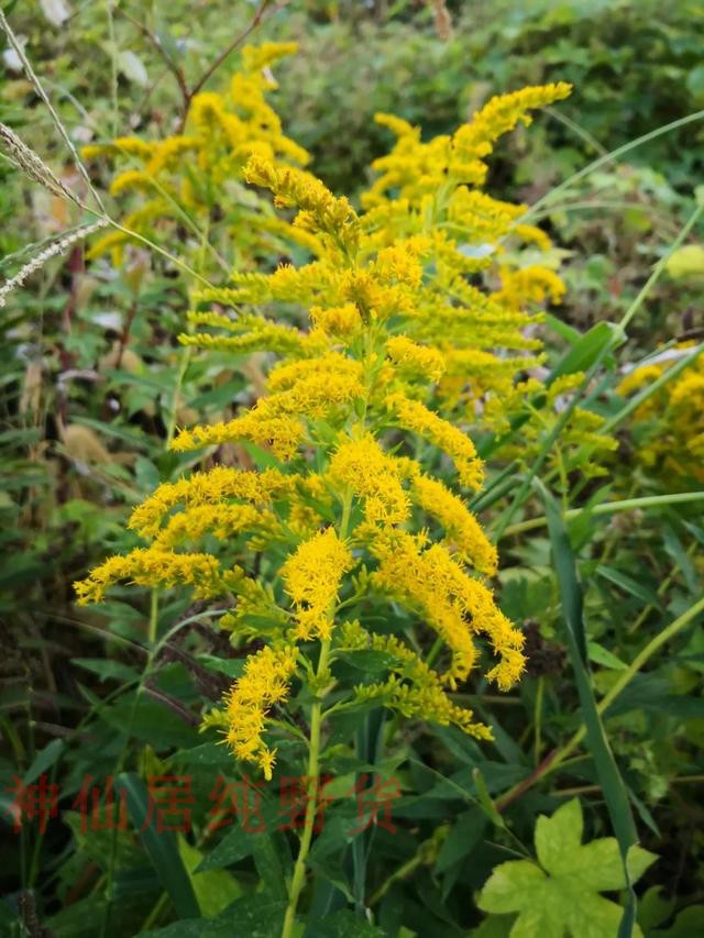 正宗加拿大一枝黄花500g特级一枝香新鲜加拿大一枝香满山黄500g-封面