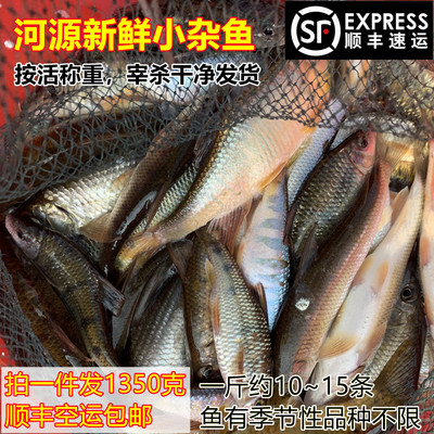 山坑河杂鱼冰鲜小河鱼马口鱼顺丰