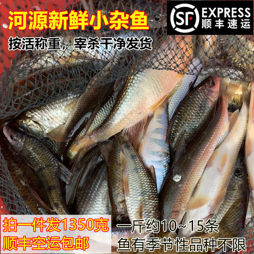 山坑河杂鱼冰鲜小河鱼马口鱼顺丰
