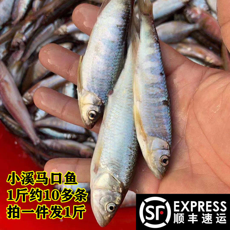 马口鱼鲌老鱼红鲌鱼万绿湖白帕冰鲜餐馆小河鱼帕老桃花小溪山坑鱼