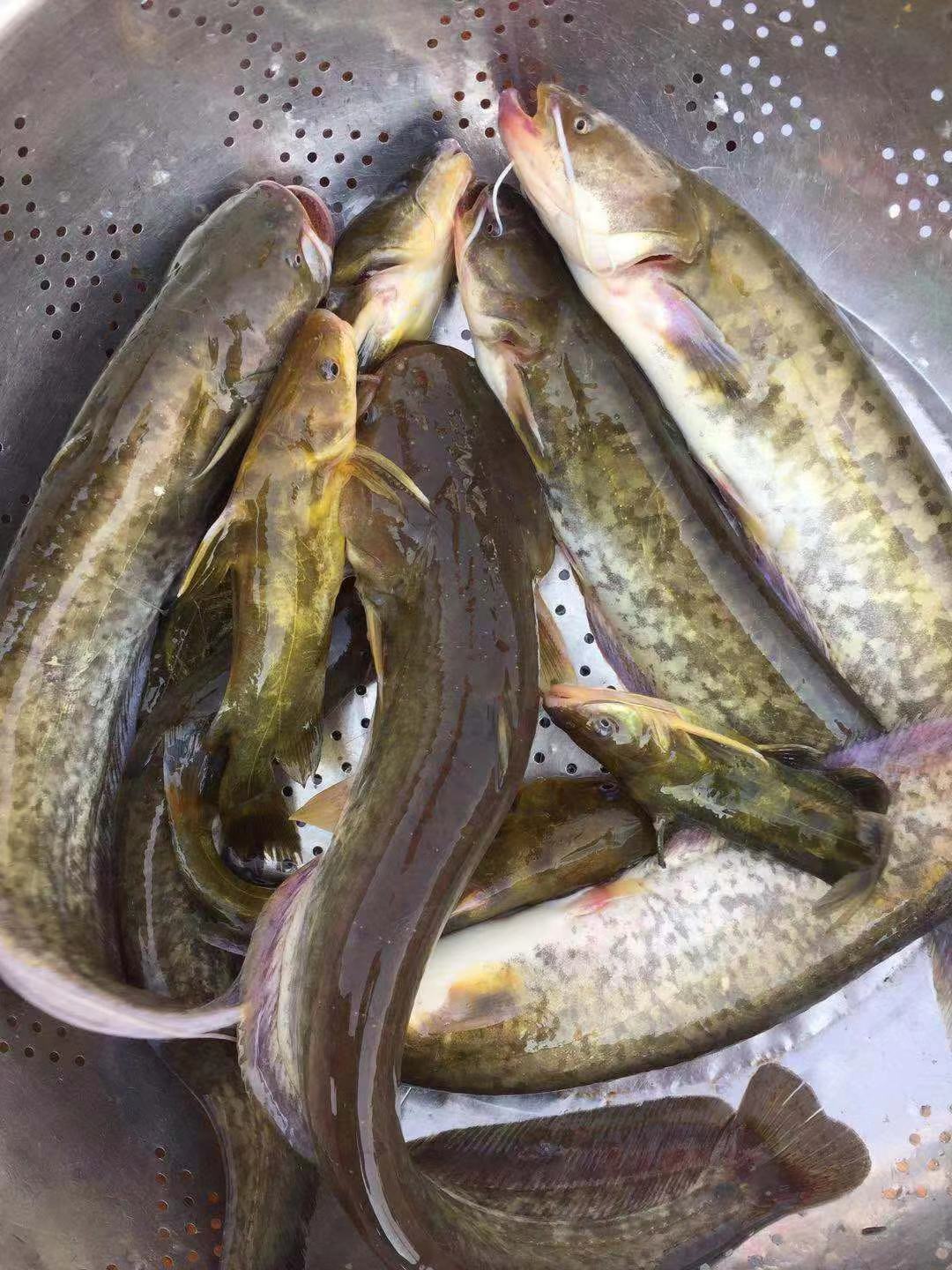 新鲜鲶鱼无叉骨原生态鱼 鲜活水产 营养滋补万绿湖现宰现发顺丰