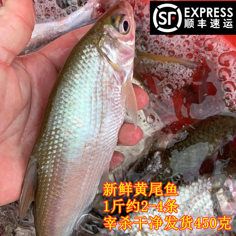 河源土货黄尾鱼大黄鱼淡水鱼类肉质鲜嫩 万绿湖红烧炖汤顺丰1斤售