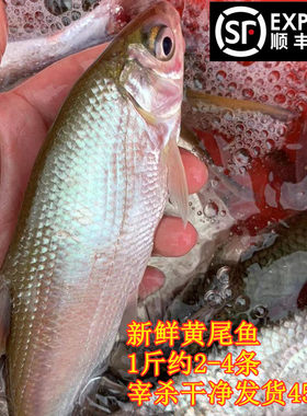 淡水鱼河源黄尾鱼红尾新鲜活宰发