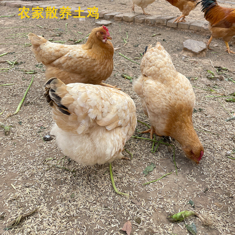 土鸡整只山林放养河源走地鸡绿源