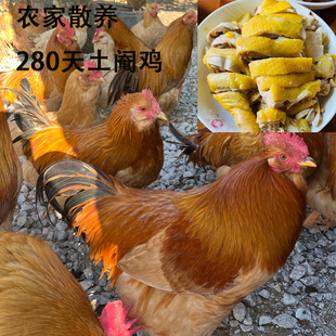农家散养土阉鸡腌鸡整只活杀新鲜扇鸡太监清远白切三黄鸡胡须土鸡