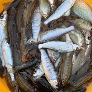 新鲜 小杂鱼食用鱼山坑小溪鱼万绿湖冰鲜鱼仔 现宰河源特产杂鱼仔