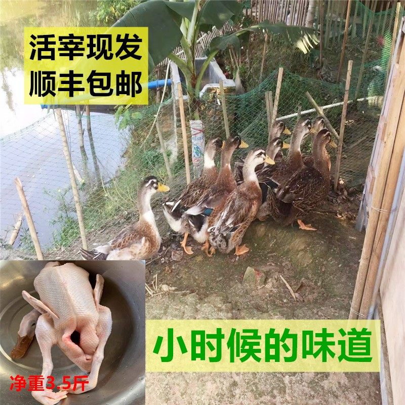 正宗农家水鸭一只4斤包邮顺丰冰鲜散养青头鸭血特产放养农家泥鸭