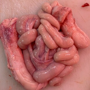 1.2斤农家散养土猪生肠猪房子猪子宫猪胎盘猪脆肠仔肠花肠猪卵巢