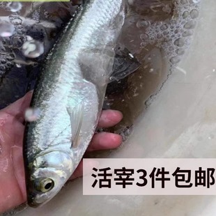生态小鱼山坑鱼镰刀小鱼白条蓝刀鱼淡水鱼万绿湖食用生鲜冰鲜鱼仔