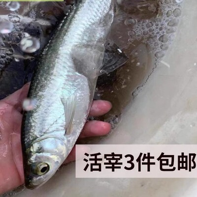 冰鲜鱼仔蓝刀鱼白条鱼山坑鱼仔