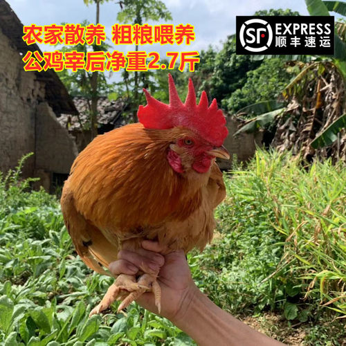 山林放养打鸣农家包邮广东走地鸡