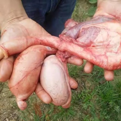 新鲜黄牛鞭烤肉炖汤麻辣火锅食材