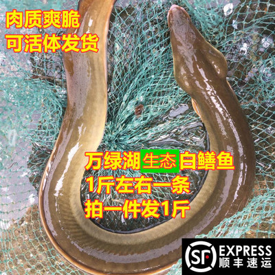 万绿湖土货白鳝鱼新鲜生猛鲜活水产鳗鲡青鳝白鳗河鳗鳗鱼寿司鱼