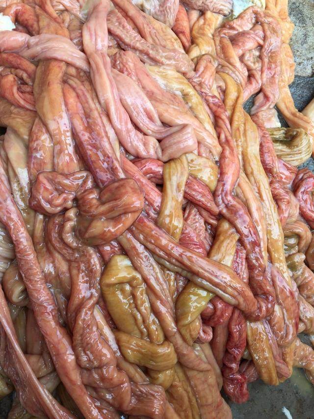 新鲜现宰黄牛小肠牛肠青草黄牛肠绿色食品安全原生态养殖沙牛