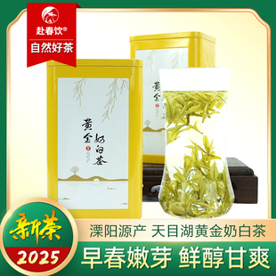 2025新茶 溧阳天目湖奶白茶 黄金奶白 开园头采明前特优 罐装50g