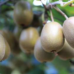 麻阳长寿之乡含硒的高山红心猕猴桃新鲜采摘发货