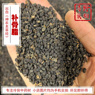 寻野实拍 药材 补骨脂 婆固脂破故纸 补骨鸱 黑故子盐炒 盐补骨脂