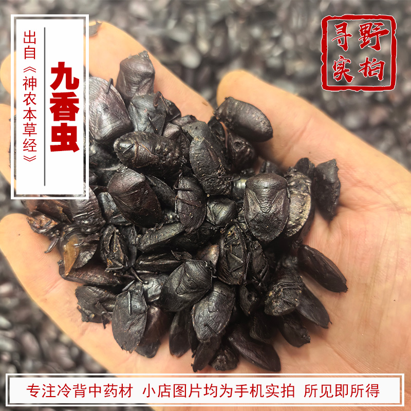 寻野实拍 药材 九香虫（黑兜虫 屁板虫）炕干无盐无油四川