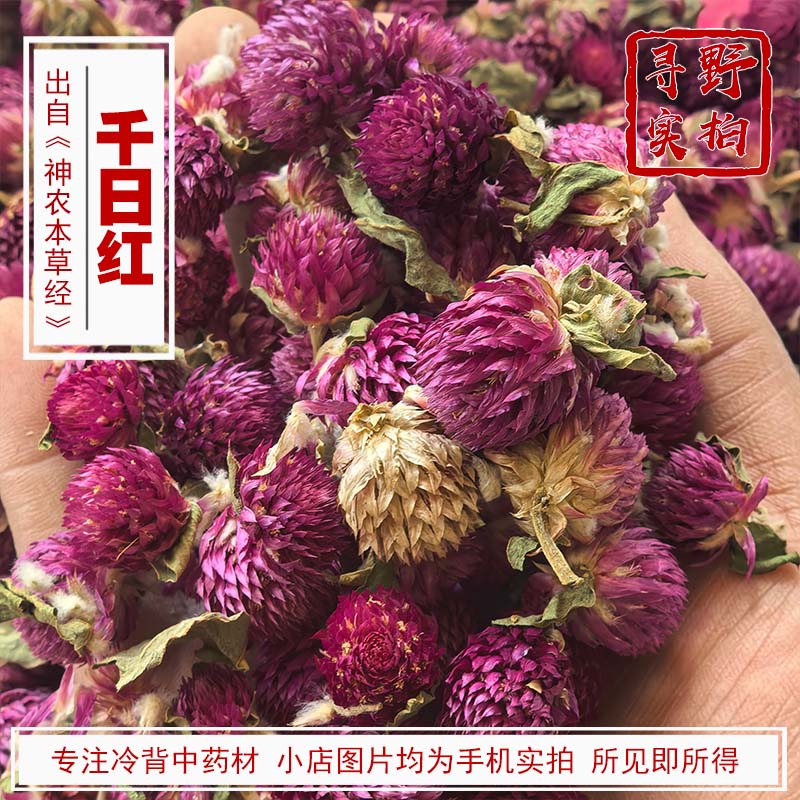 寻野实拍 中药材 千日红 千金红 千年红干花千日红花茶中药材粉