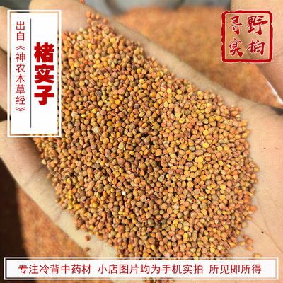 寻野实拍中药材楮实子
