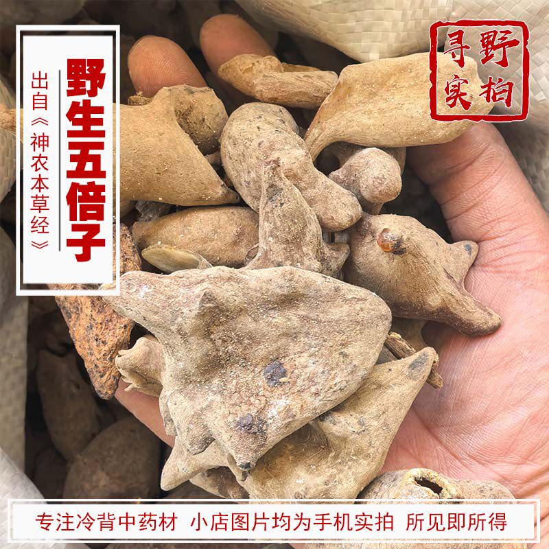 寻野实拍 中药材 野生五倍子 肚倍角倍 百药煎五倍子同茶叶