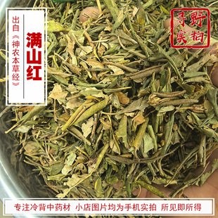 寻野实拍 药材 满山红 兴安杜鹃（映山红迎山红靠山红金达来）