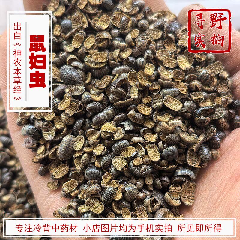 寻野实拍 中药材 鼠妇虫 潮虫西瓜虫潮湿虫潮虫子地虱婆非活虫体