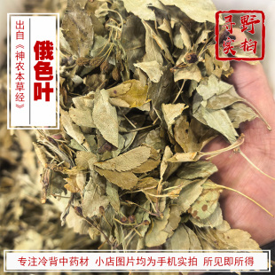 寻野实拍 药材 俄色叶 俄色果 奥色折布 俄色叶变叶海棠花叶海棠
