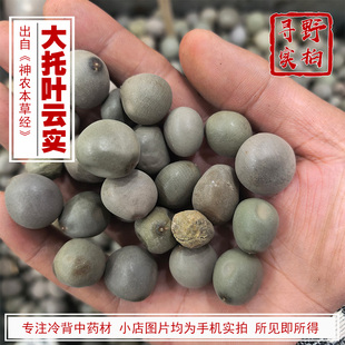 寻野实拍 药材 大托叶云实（刺果苏木的果实） 产海南 不是云实