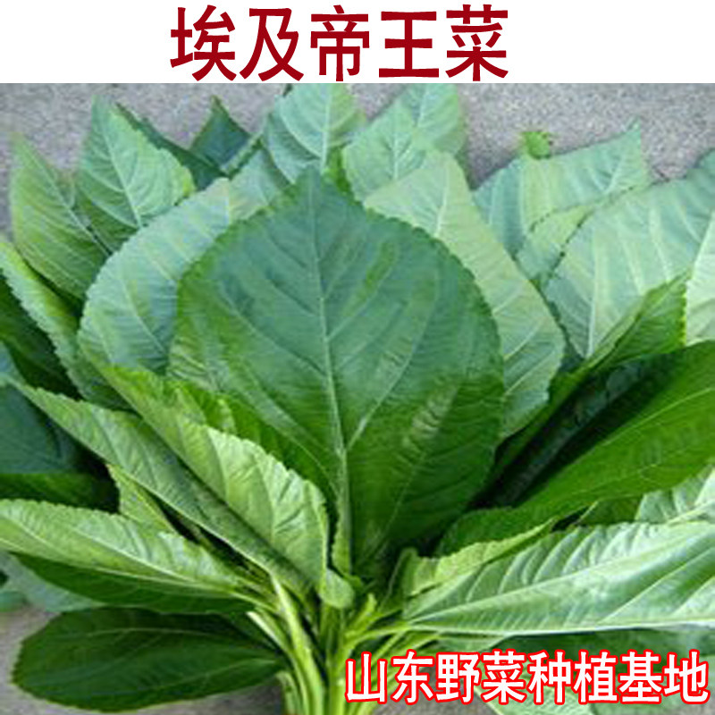 红绿埃及帝王菜种子菜用黄麻长蒴黄麻阳台盆栽蔬菜野菜特菜包邮