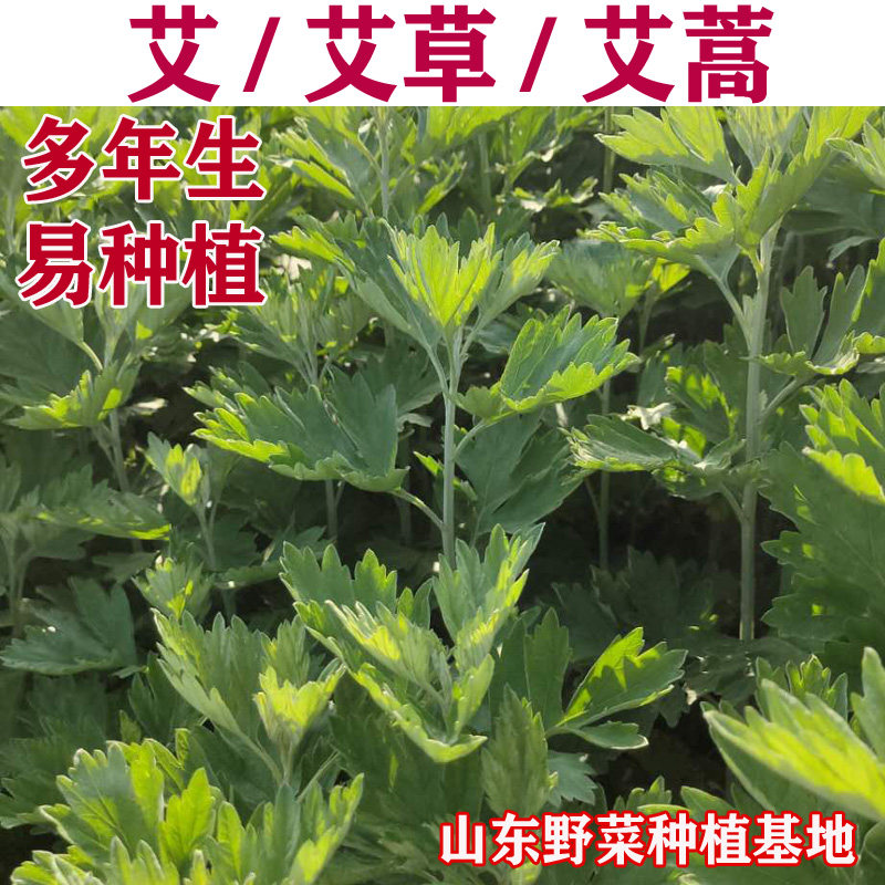 艾草种子艾叶种苗端午香艾艾蒿多年生阳台盆栽香草驱蚊虫包邮芳香