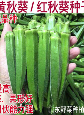 黄秋葵种子红秋葵绿色人参山野菜种子阳台盆栽蔬菜品种好芽率高