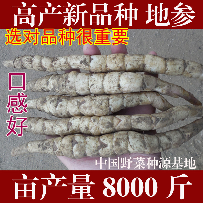新鲜高产地参种子种苗虫草参泽兰参地笋银条菜非宝塔菜山野菜特菜