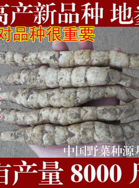 新鲜高产地参种子种苗虫草参泽兰参地笋银条菜非宝塔菜山野菜特菜