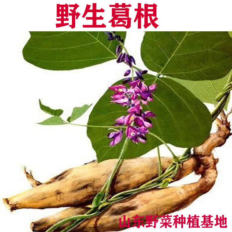 山东野菜种植基地泰山野葛根种苗北方葛根苗药葛柴葛多年生非粉葛