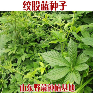 包邮 绞股蓝种子5叶种苗7叶七叶胆五叶参七叶参 阳台多年生